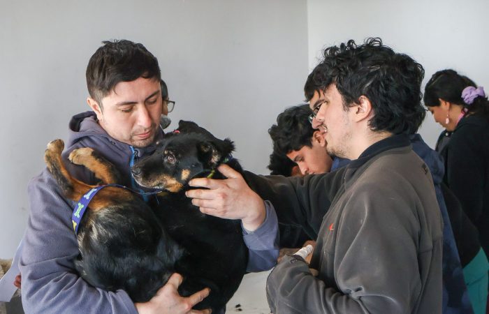 Estudiantes de Medicina Veterinaria UOH realizan operativo preventivo en Peumo