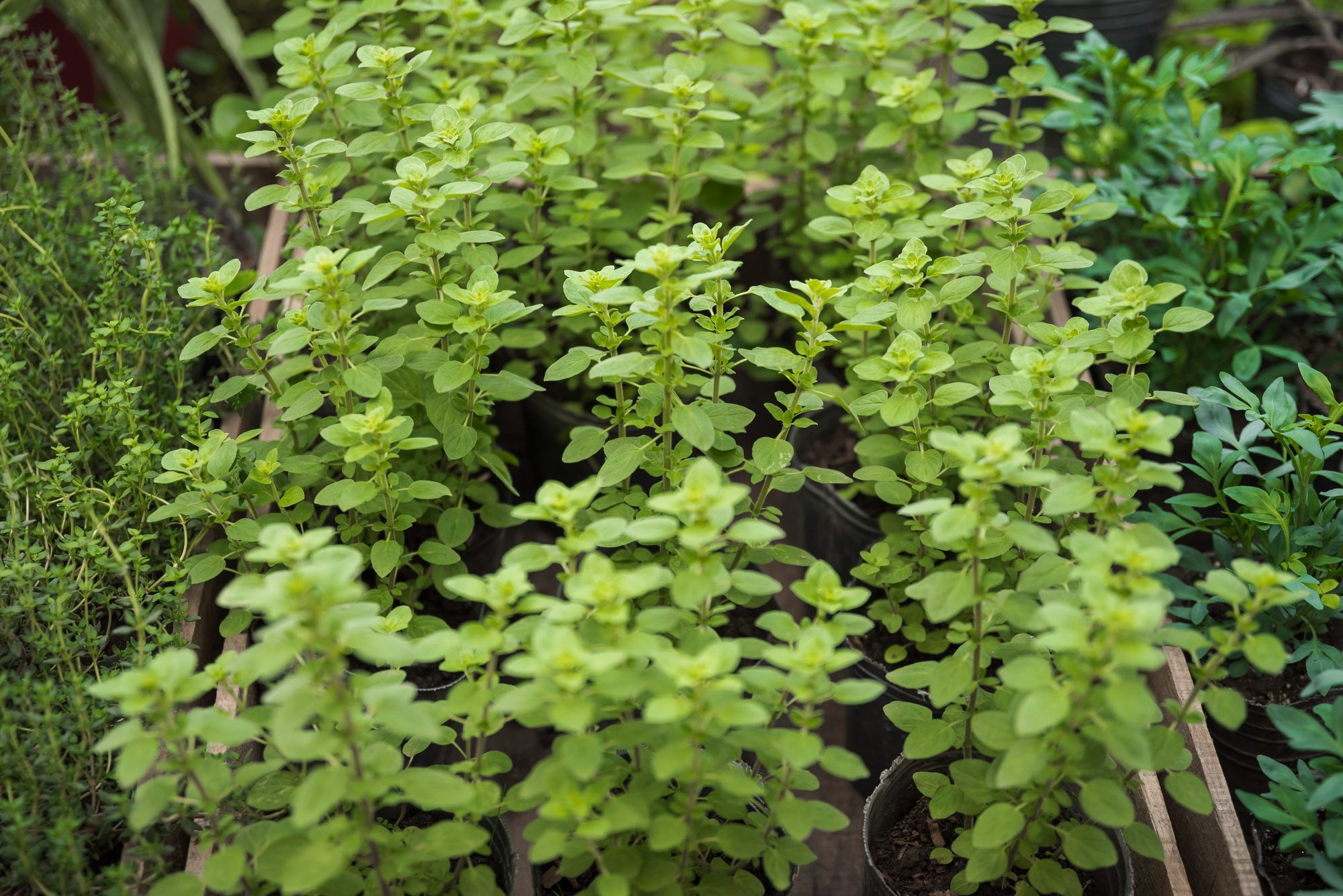 Aceite esencial de orégano muestra potencial para mejorar la resistencia a la insulina