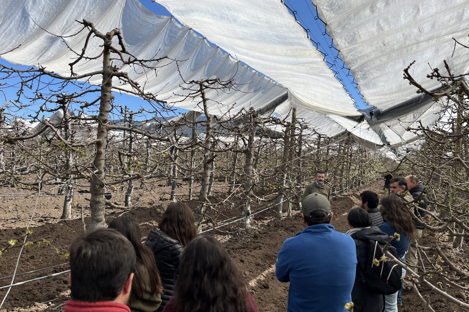 IMG_4449 UOH impulsa innovaciones prácticas en producción de cerezos frente al cambio climático