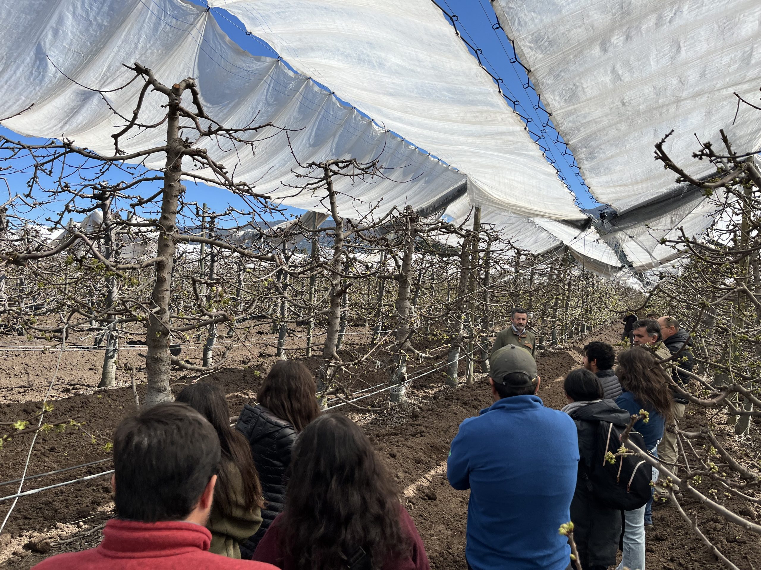 UOH impulsa innovaciones prácticas en producción de cerezos frente al cambio climático