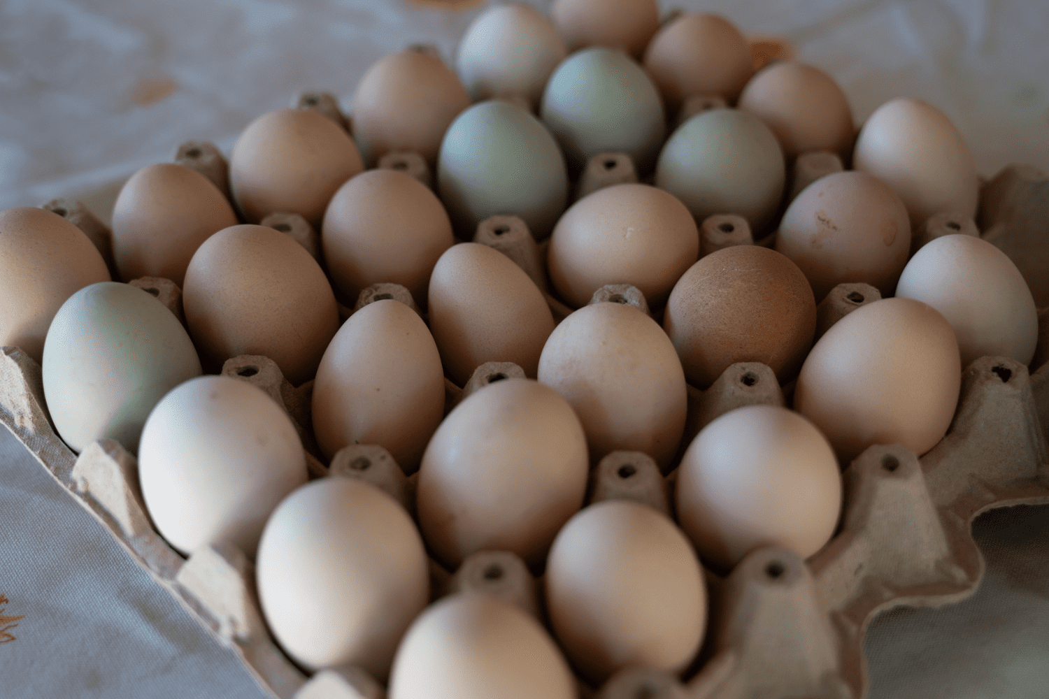 Resultados de investigación de la UOH avanzan hacia un sello regional de calidad integral de huevos