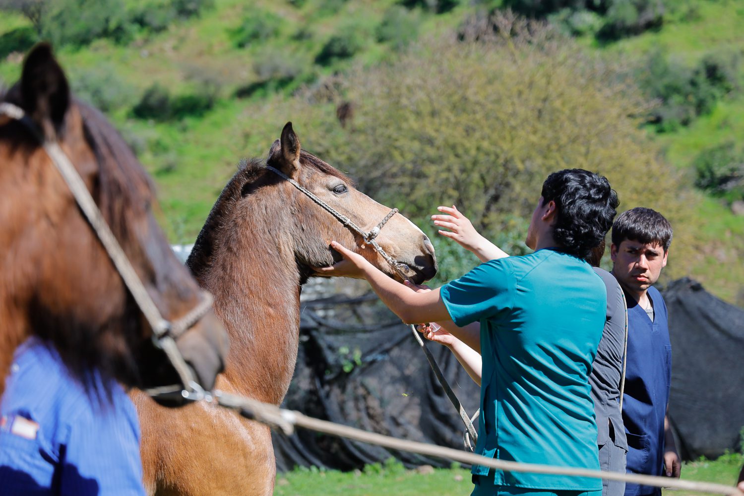 Manos que aprenden y cuidan: estudiantes de Medicina Veterinaria UOH llevaron atención equina a Machalí