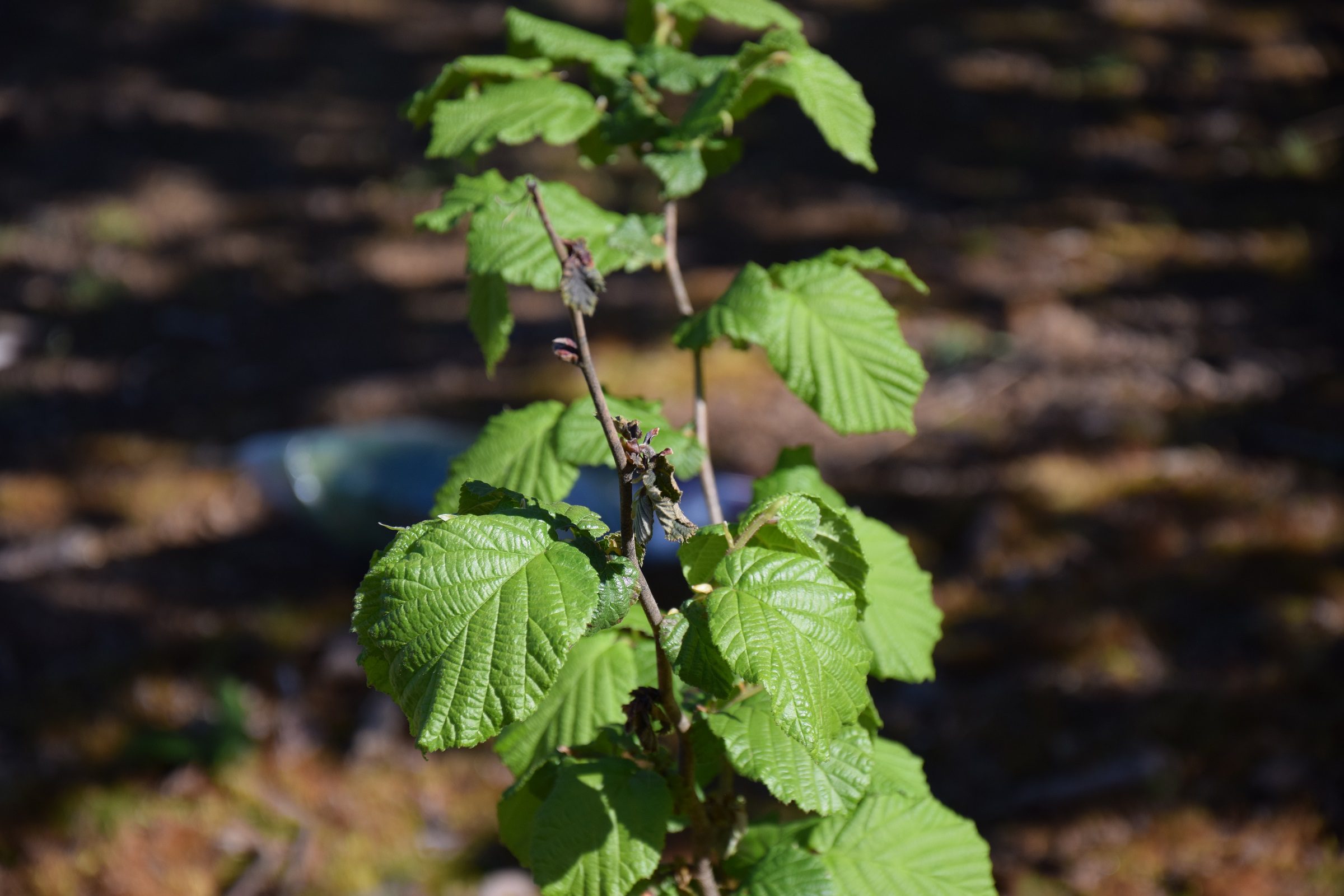 Investigación revela alta diversidad genética de bacteria que afecta al avellano europeo en Chile