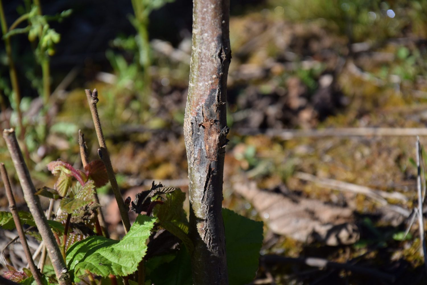 Investigación revela alta diversidad genética de bacteria que afecta al avellano europeo en Chile
