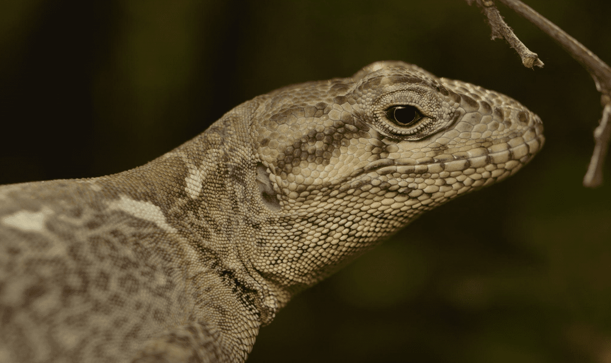Pristidactylus en peligro: investigación UOH alerta riesgos críticos sobre el “gruñidor de Valeria” y su microhábitat