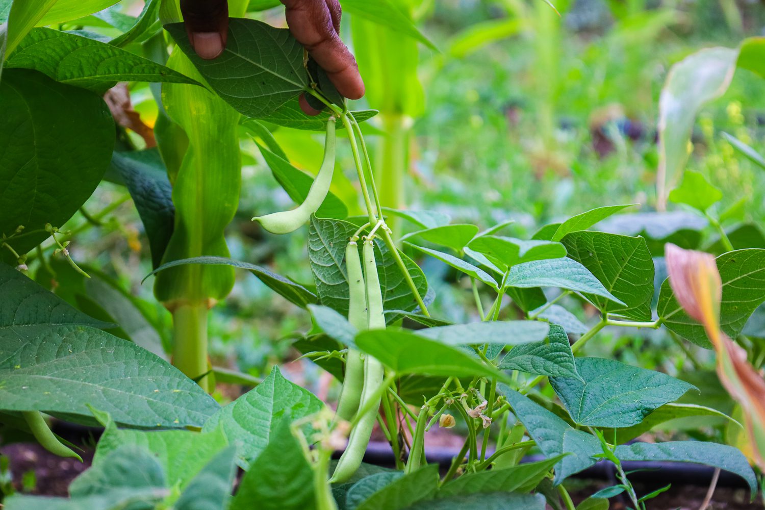 Académico UOH lidera estudios en maíz, poroto y lingue para mejorar rendimiento y calidad de semillas