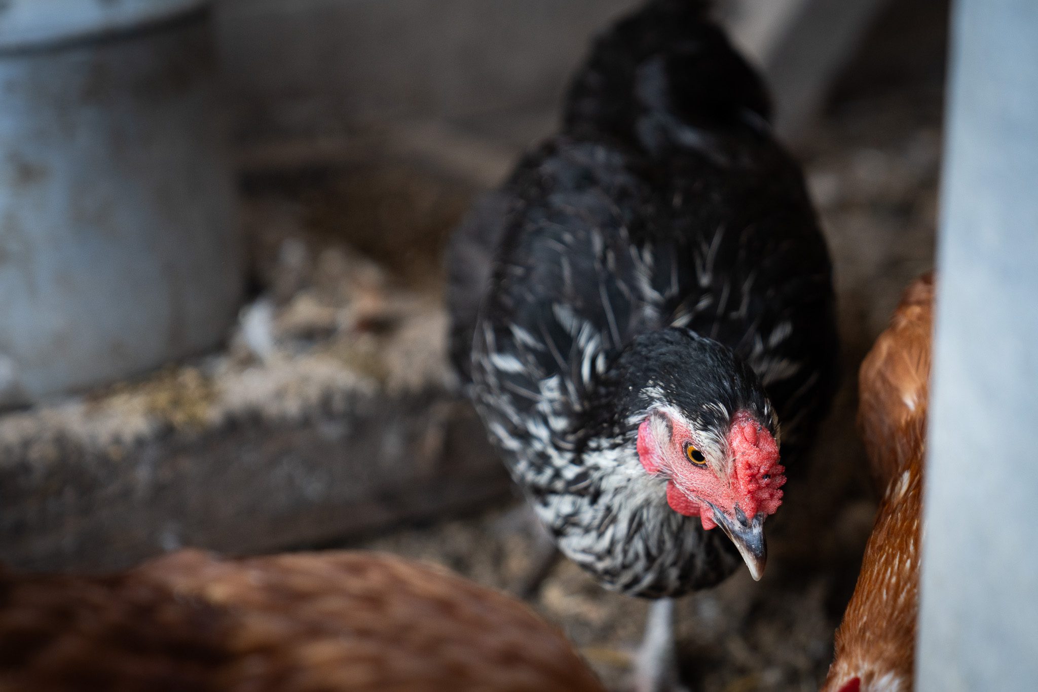 Investigadora UOH entrega recomendaciones a productores avícolas ante reaparición de la influenza aviar en Chile