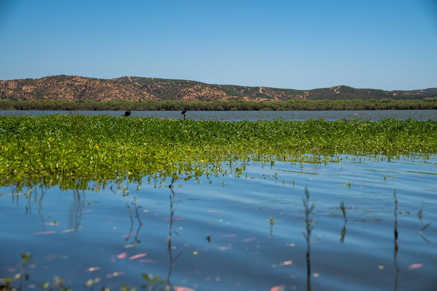Día Mundial de los Humedales