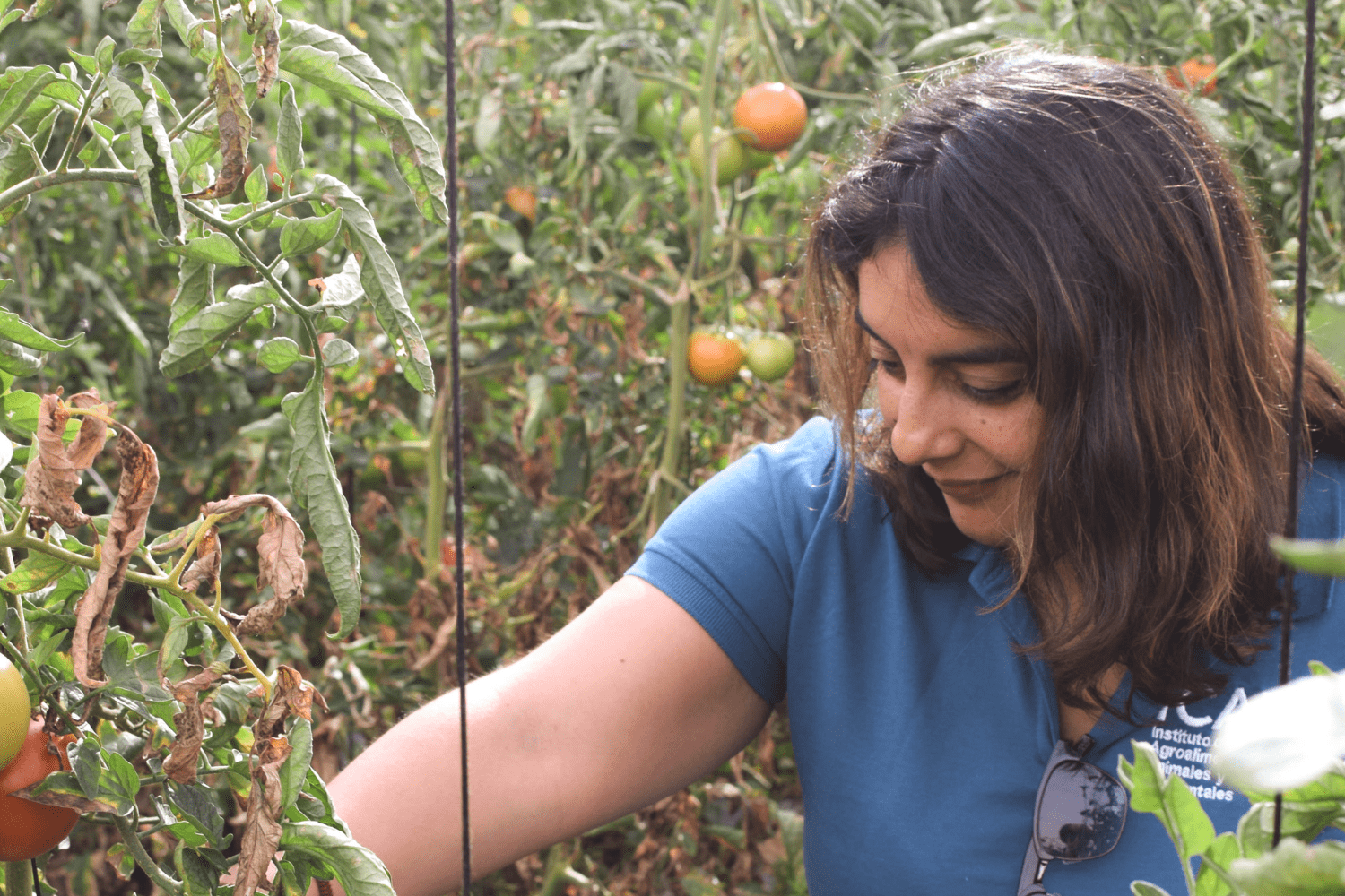 Investigadora UOH se adjudica proyecto FONDECYT Postdoctorado 2025 para fortalecer la producción sustentable de tomate en O’Higgins