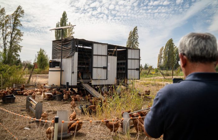 Productores avícolas de O’Higgins visitan innovador sistema de gallinero móvil en Pirque