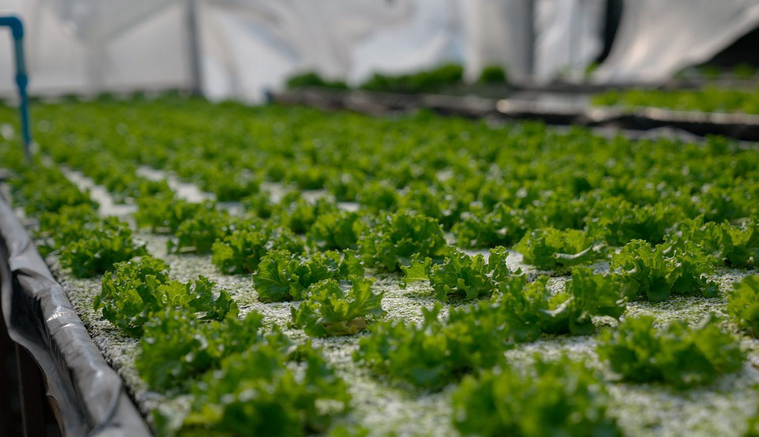 Capacitación sobre inocuidad alimentaria alerta por déficit de resolución sanitaria y trazabilidad en el agro regional