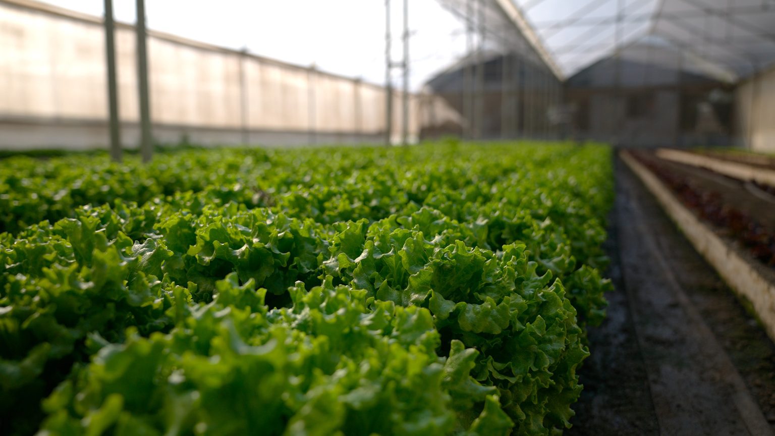 Capacitación sobre inocuidad alimentaria alerta por déficit de resolución sanitaria y trazabilidad en el agro regional