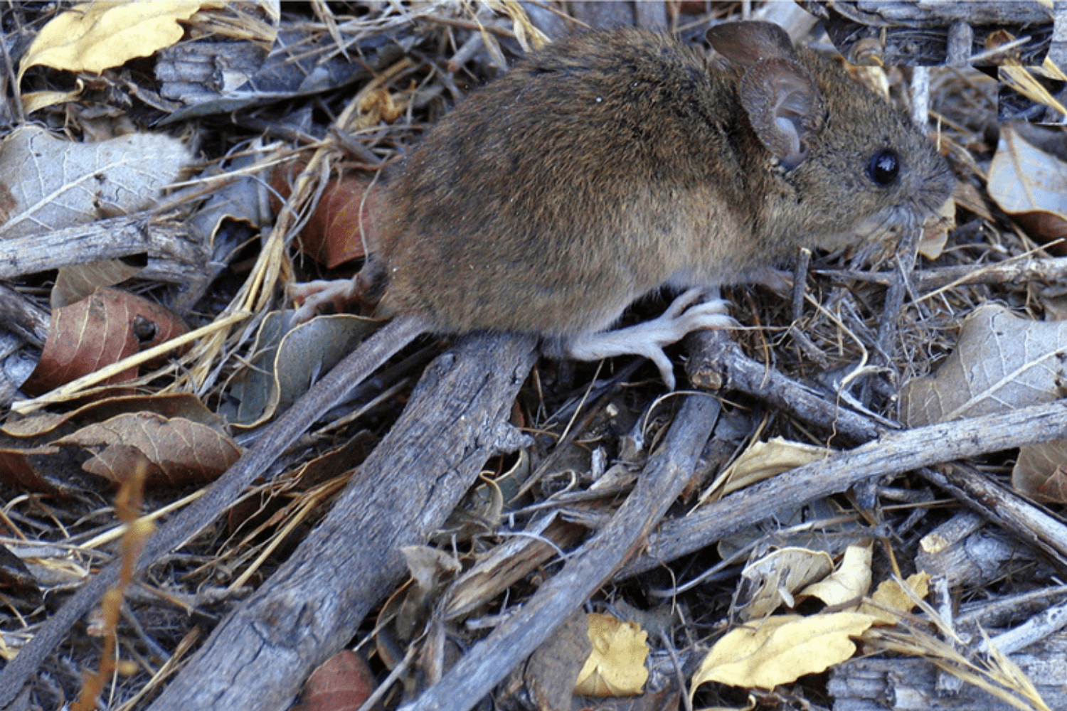Hantavirus: una enfermedad latente que vuelve a preocupar