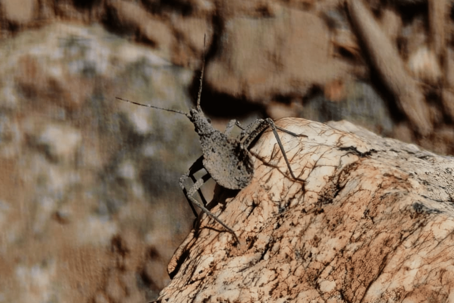 Tras los vectores de transmisión: UOH impulsa investigación para fortalecer la vigilancia de la Enfermedad de Chagas en O’Higgins