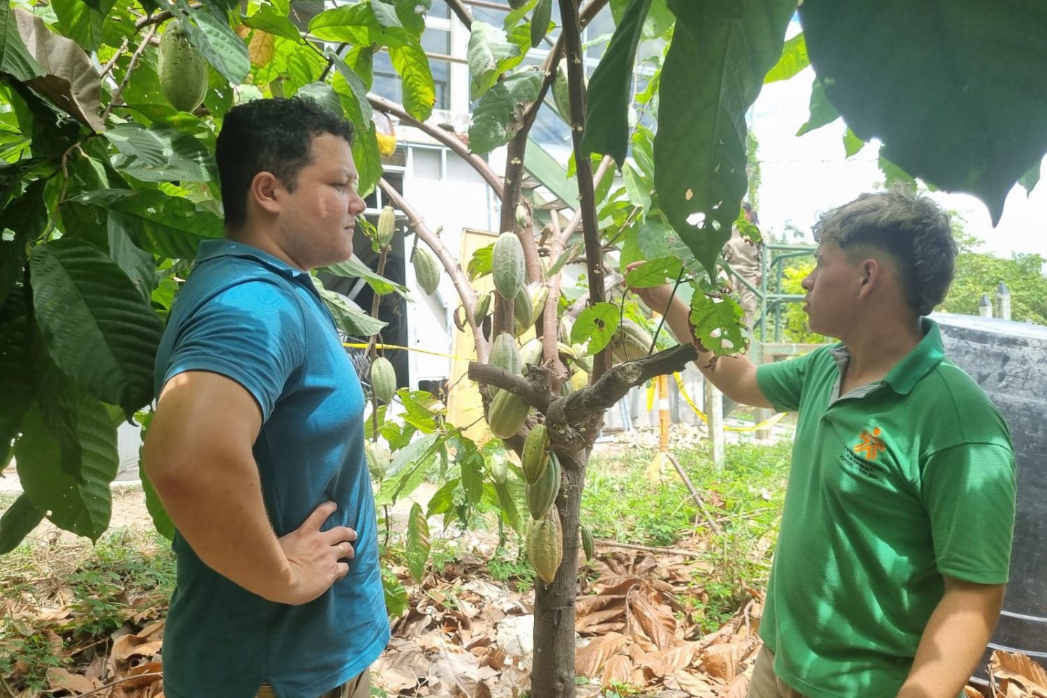 Cultivo cacao Investigador del ICA3 impulsa redes de colaboración internacional durante visita académica en Colombia