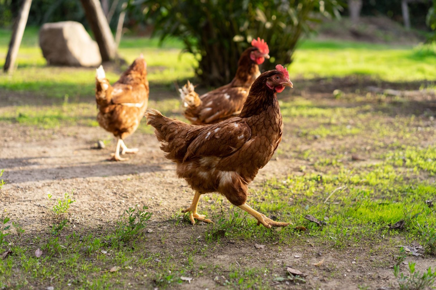“Gallinas felices” y bienestar animal: el desafío de demostrar lo que promete una etiqueta