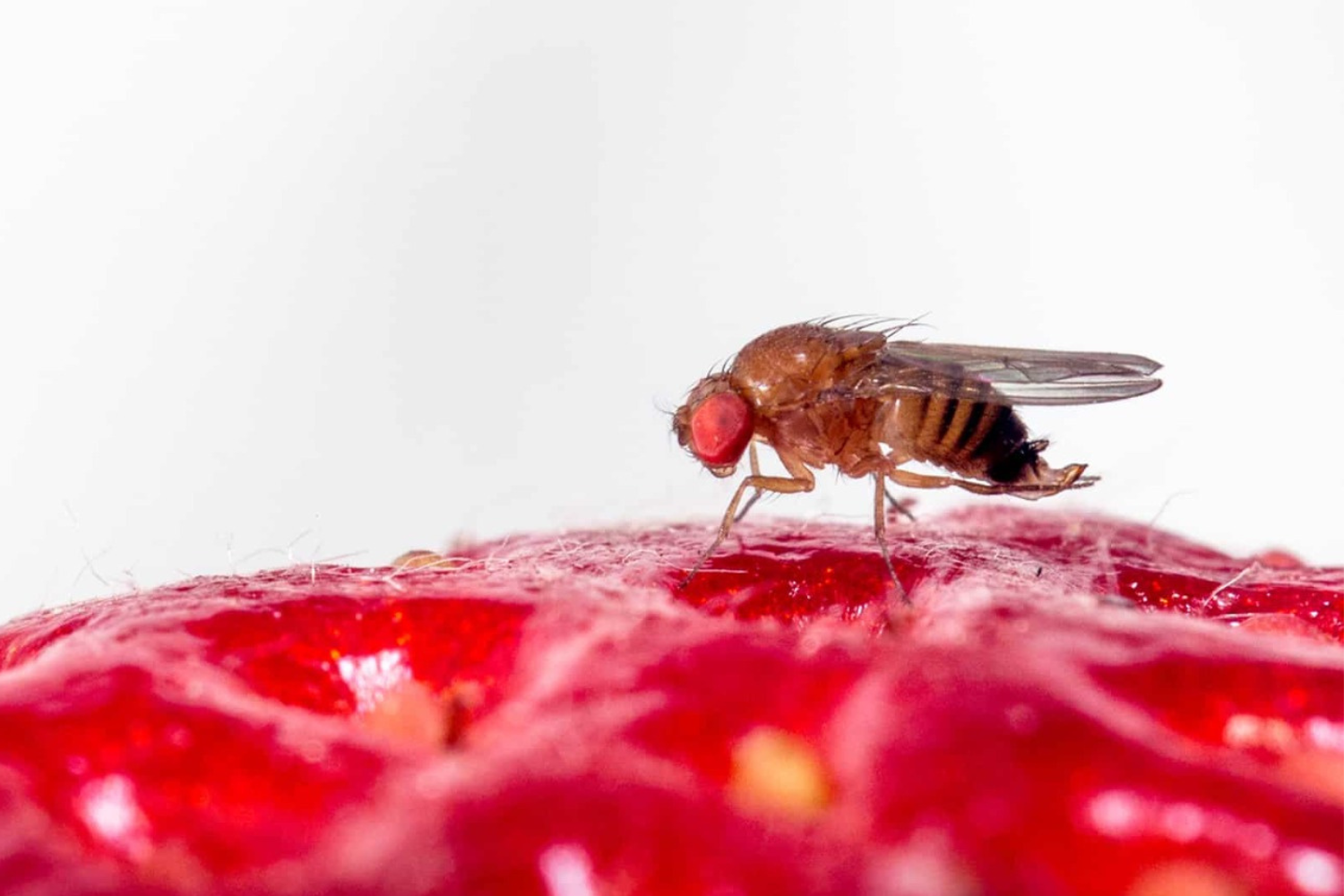 UOH busca desarrollar nuevo repelente microbiano contra plaga invasiva en berries y cerezos UOH busca desarrollar nuevo repelente microbiano contra plaga invasiva en berries y cerezos