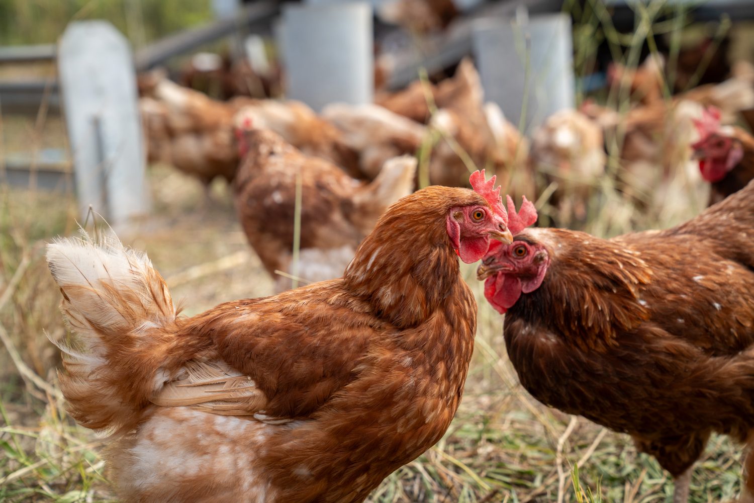 Investigadores de la UOH buscan medir el bienestar de las gallinas más allá del sistema de crianza