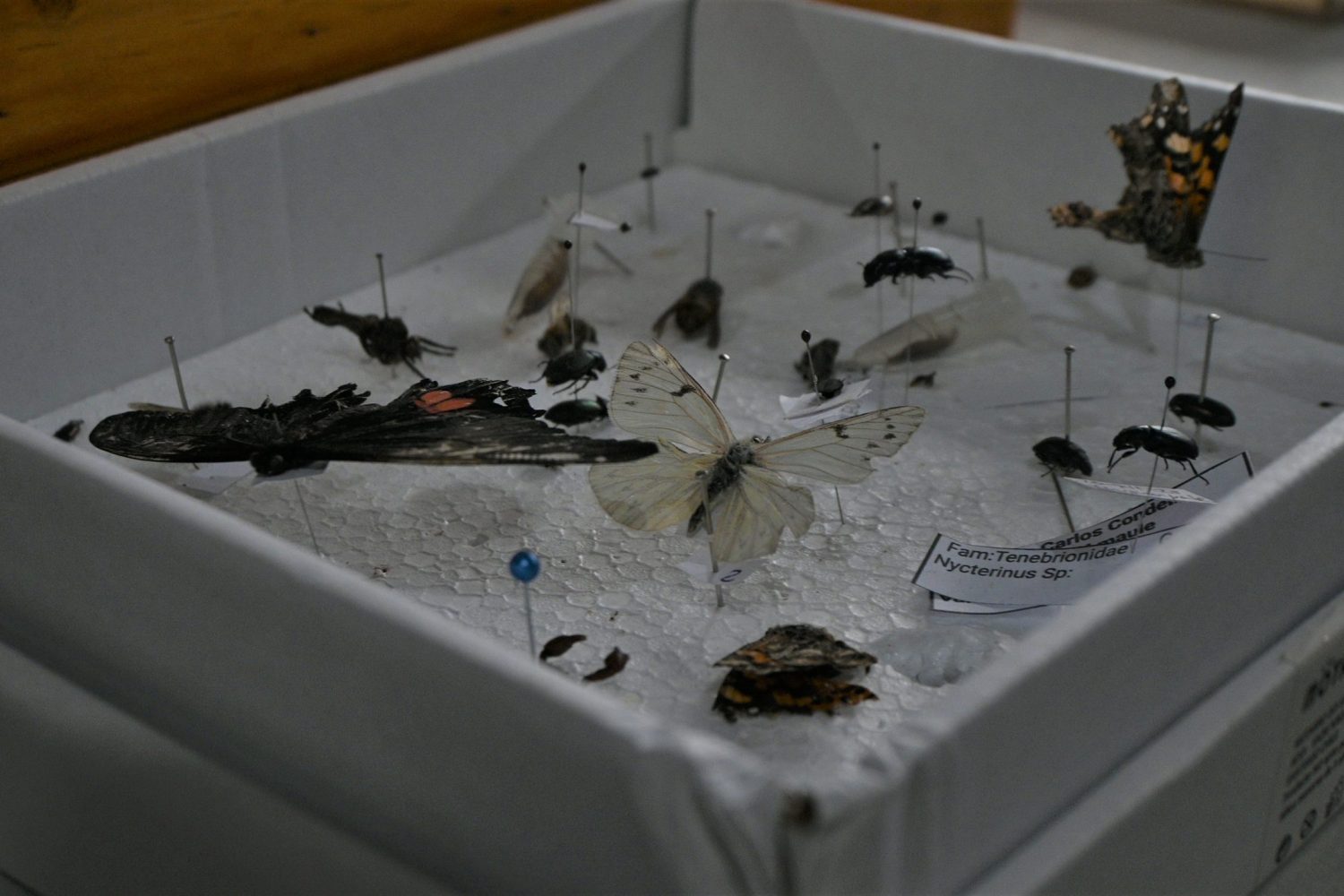 DSC_3003 Estudiantes del curso Entomología Agrícola exhibieron sus insectarios en el Campus Colchagua