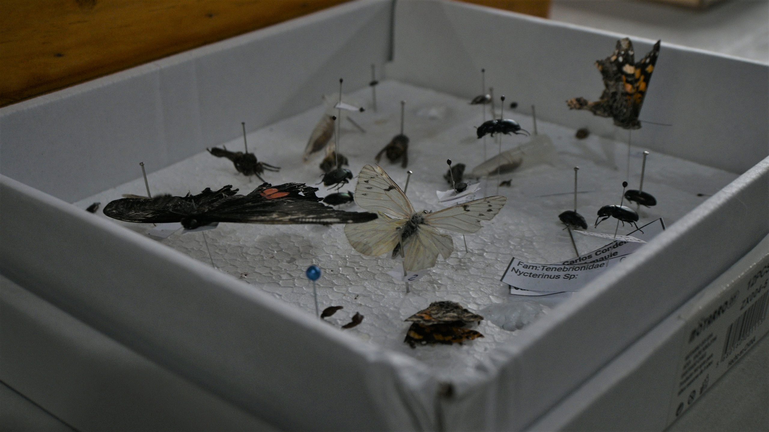 Estudiantes del curso Entomología Agrícola exhibieron sus insectarios en el Campus Colchagua