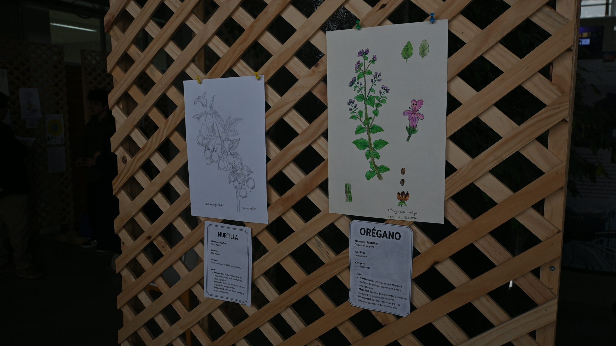 Estudiantes de Ingeniería Agronómica traducen la botánica en ilustración científica
