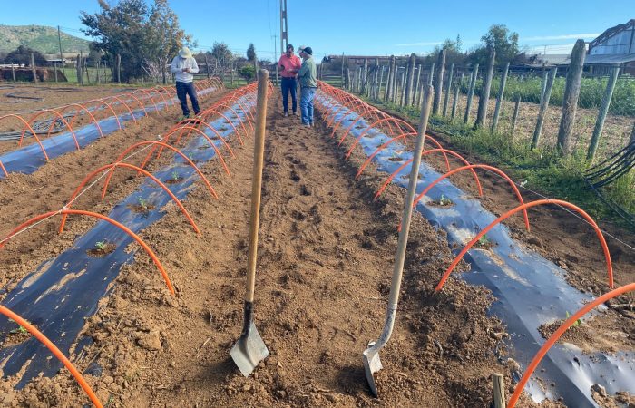 Ensayo 1 Adelantar la cosecha en sandía en el secano costero: equipo UOH evalúa portainjertos y el uso de microtúneles para cosechar sandías en noviembre
