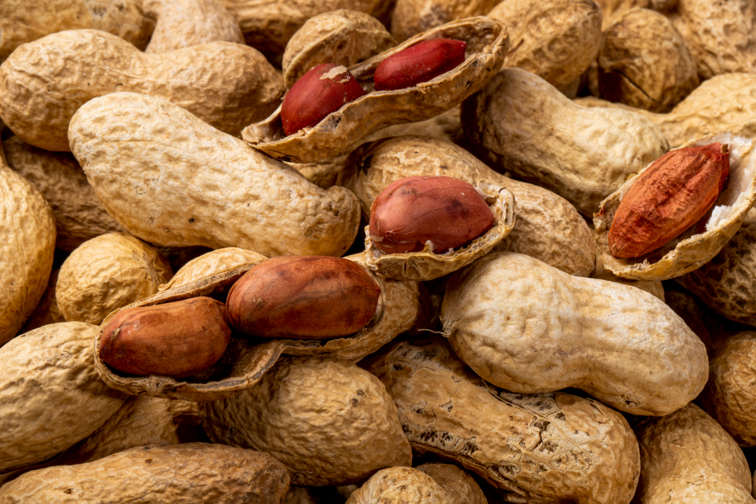 Expertas advierten que la aflatoxina del maní contaminado no se ve, no se huele y resiste la cocción