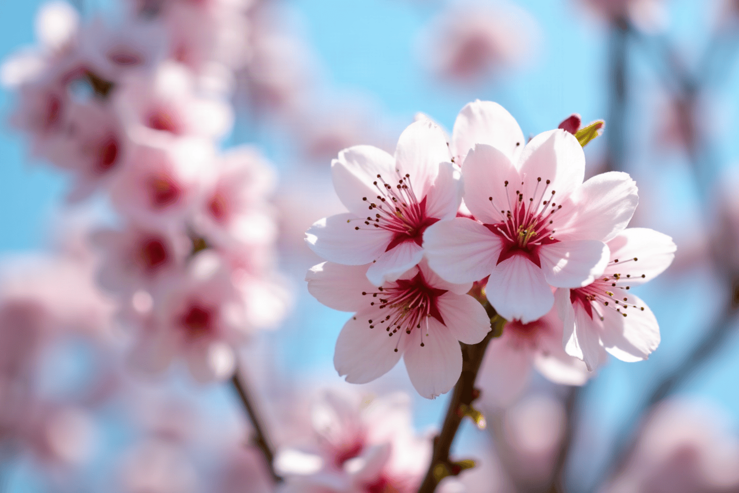 Primavera más lluviosa: efectos posibles en la fruticultura y en el agua de riego