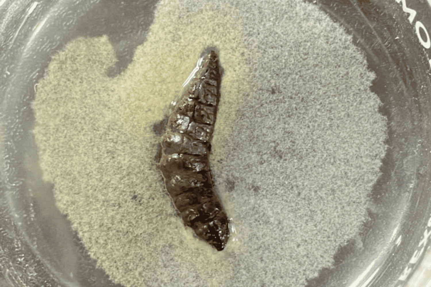 Nematodos: los pequeños habitantes del suelo que aportan a la agricultura y los ecosistemas